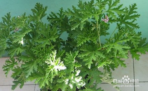 夏天防蚊子叮咬