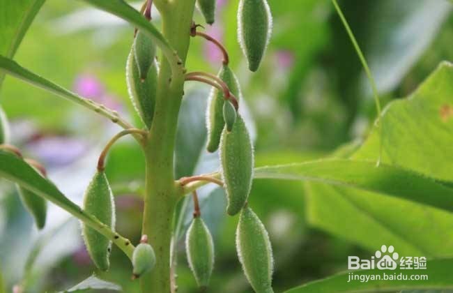 凤仙花泡酒外用的方法