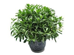 18种常见室内植物的功效