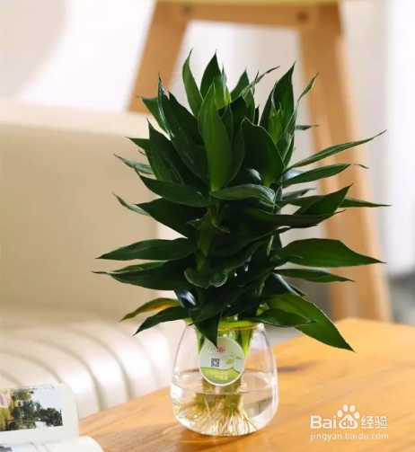 春季给植物换盆需要注意什么？