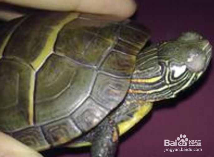 如何挑选健康的宠物龟