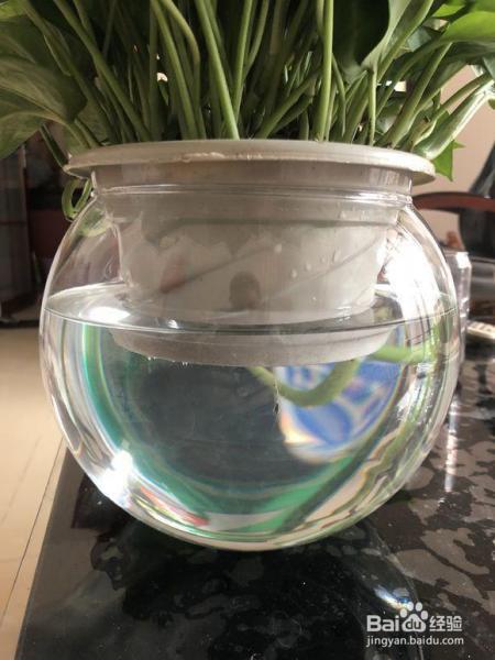 绿萝富贵竹,冬天养瓶里一丢,这样水培呼呼长根!