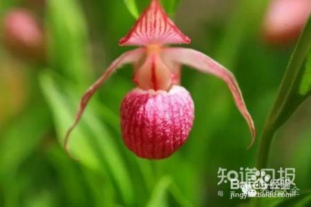 100种兰花品种图鉴，花开瞬间，艳冠群芳！