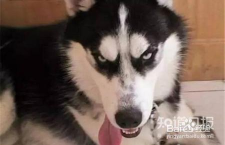 狗狗吃什么狗粮好