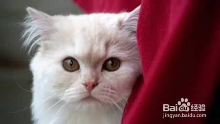 家庭和谐养猫,这些你都做对了吗?