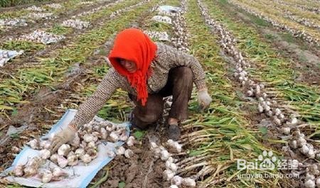 种大蒜如何能获高产