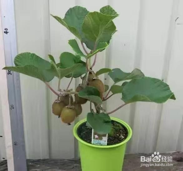 挖勺猕猴桃扔土里,7天变身毛茸茸叶子盆栽