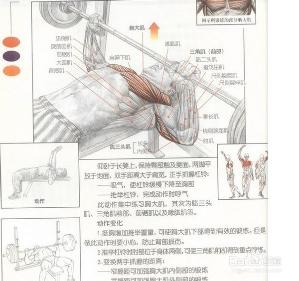 有什么动作可以练胸肌
