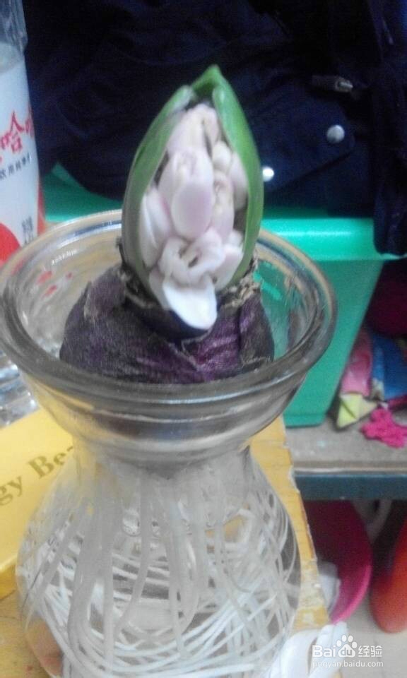 如何养好水培风信子