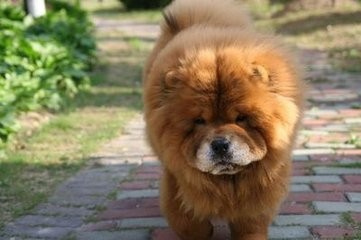 导致狗狗疫苗失败的原因有哪些怎么补救
