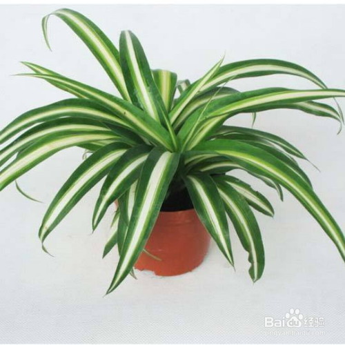 养殖银边吊兰的技巧有哪些？