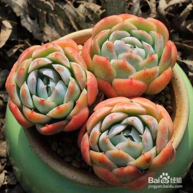 养肉先养根，根系健壮了多肉才能生长更旺盛！