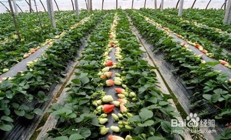 草莓栽培在花果期怎样管理