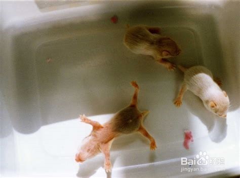 怎么判断仓鼠年龄