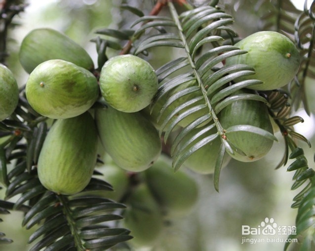 炒好的香榧怎么吃