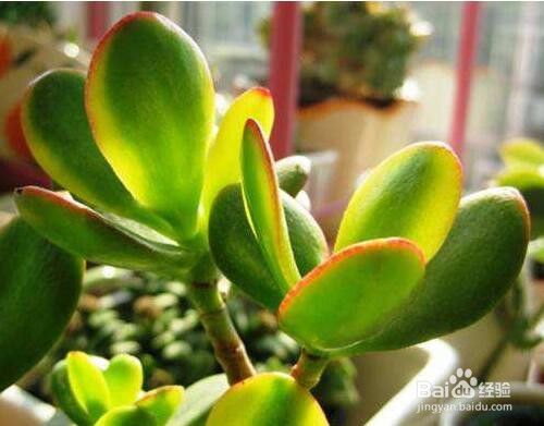 17种适合室内养殖的花增强睡眠净化空气杀菌 百度经验