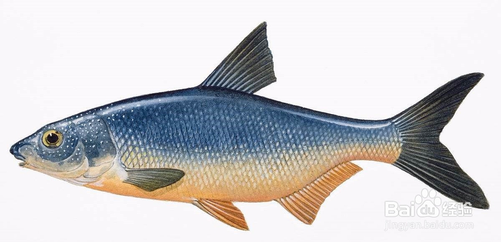 如何用肉眼鉴别鱼类常见体表病