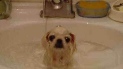 给宠物狗洗澡流程和注意事项