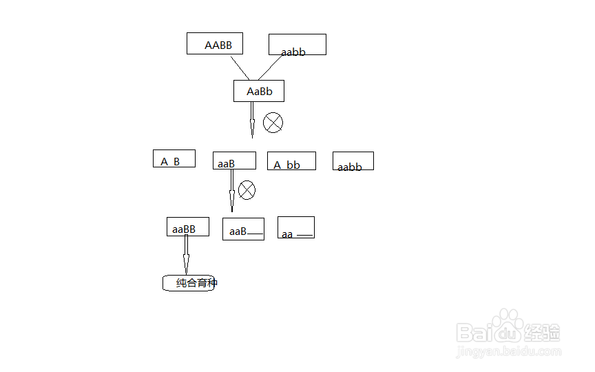 杂交育种的步骤