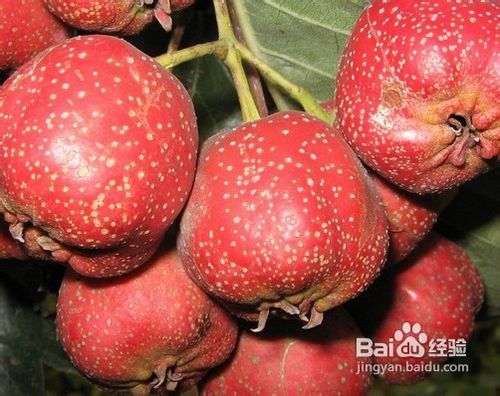 不可空腹吃的食物