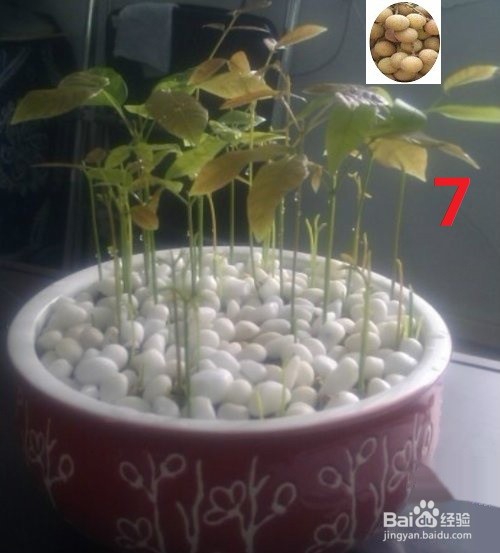 龙眼盆栽种发与大面积大规模种植方法