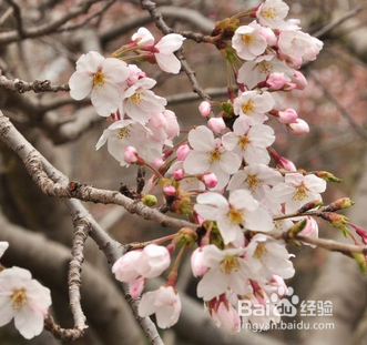 到哪里看樱花