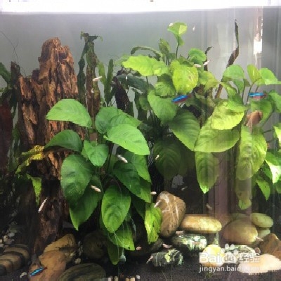 饲养金丝鱼的一些技巧