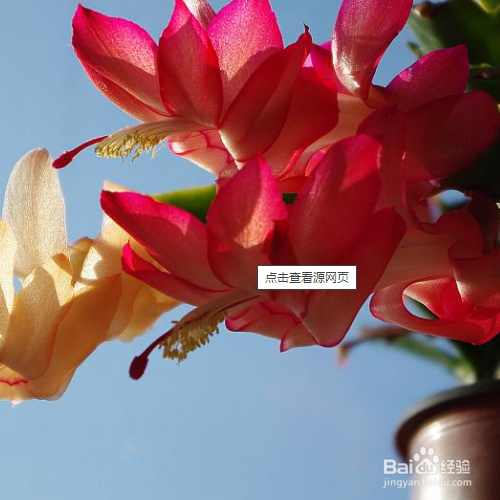 蟹甲兰怎样才容易开花