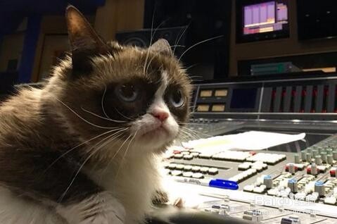 网红“不爽猫”伦家就是不爽不爽啦