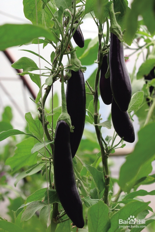 我要去种菜种菜：[4]茄子