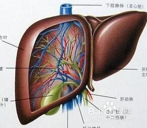 怎么看肝检验报告