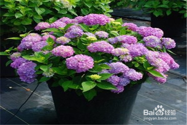绣球花的注意事项和养殖方法是什么?