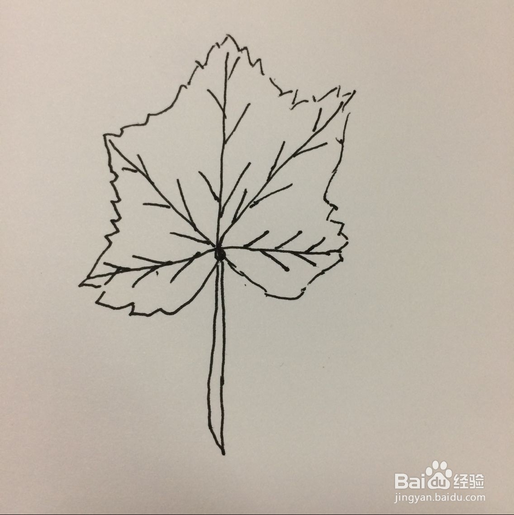 怎样简笔画树叶