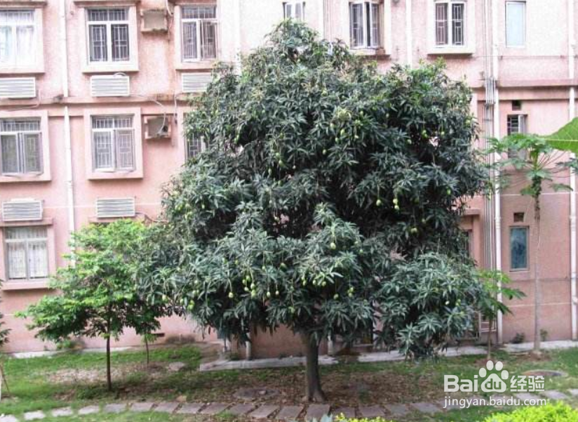 芒果种植的一些方法和经验