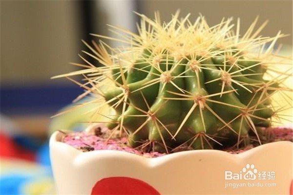 种植仙人球的注意事项