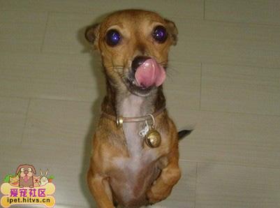 怎样看狗狗舌头 辨别狗狗健康 百度经验