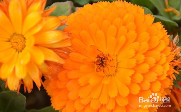 如何栽培和养护金盏菊