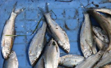 如何挑选新鲜的鱼呢?