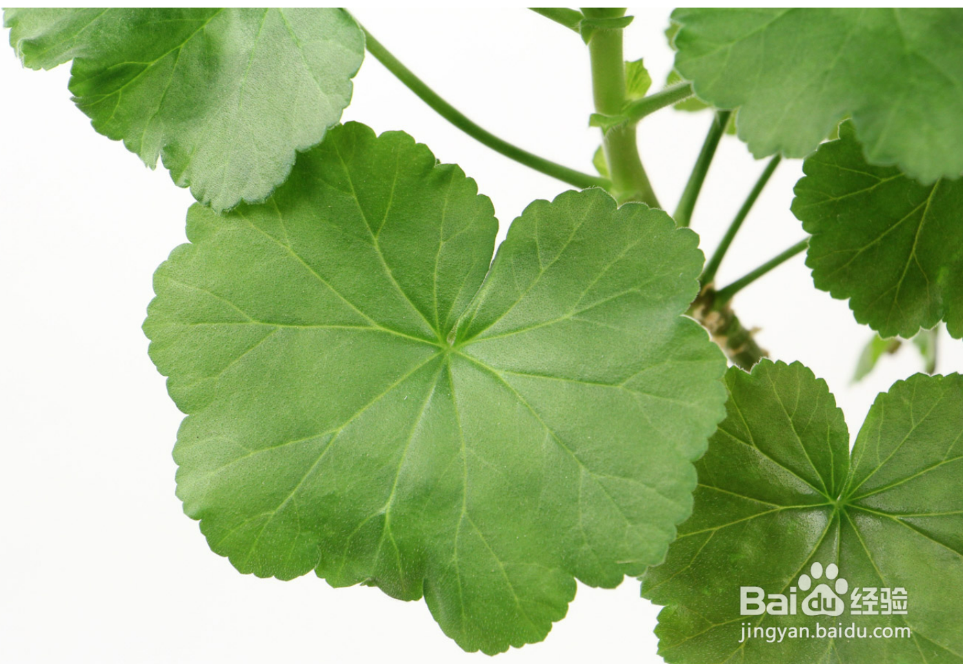 怎样养护天竺葵