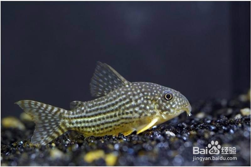 <b>金翅珍珠鼠鱼的繁殖方法</b>