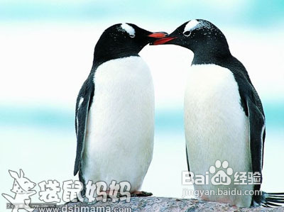 企鹅拼图---儿童益智游戏