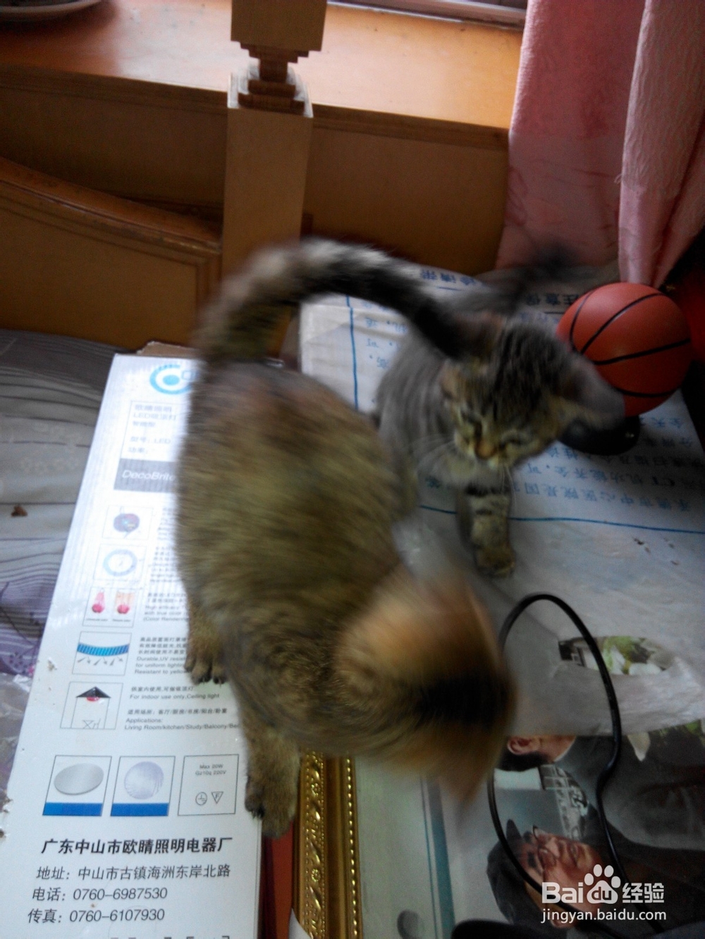 预防猫抓伤以及伤口处理