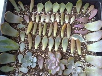 多肉植物怎样叶插