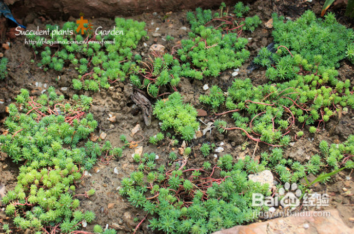 上海植物园（上）