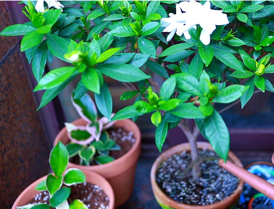 栀子花浇水的正确方法