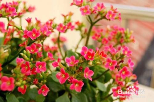 长寿花怎么养？