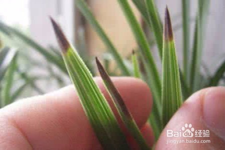 兰花叶子枯萎了怎么办