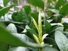 云南普洱茶茶山之行：[1]倚邦茶山