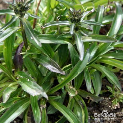 龙胆草种植时需要注意什么