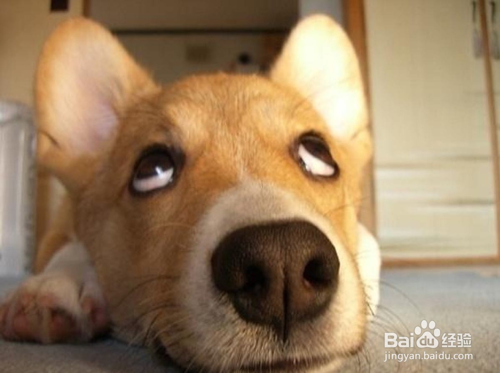 柴犬的习性特征介绍